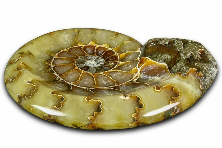 Polished Fossil Ammonite Dish - Madagascar #361357